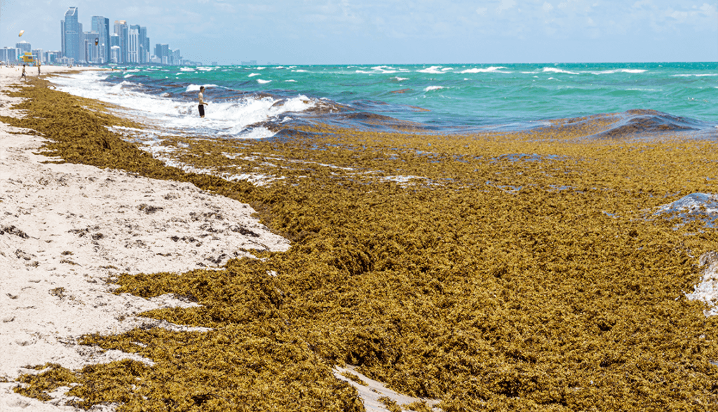 Sargazo acumulado en la playa de Quintana Roo, con olas del mar y edificios de fondo, reflejando la crisis ambiental que afecta al turismo.