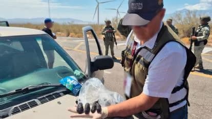 Agente de la Profepa inspecciona pepinos de mar confiscados en un operativo en Baja California, evidenciando el tráfico