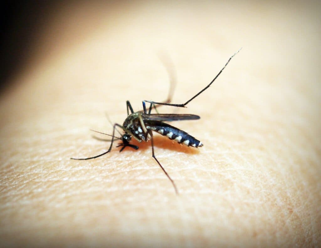 Mosquito alimentándose de la piel humana, destacando su cuerpo delgado y patas largas, ilustrando la atracción de estos insectos.